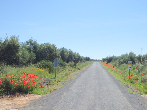 The flowers of Andalucia.